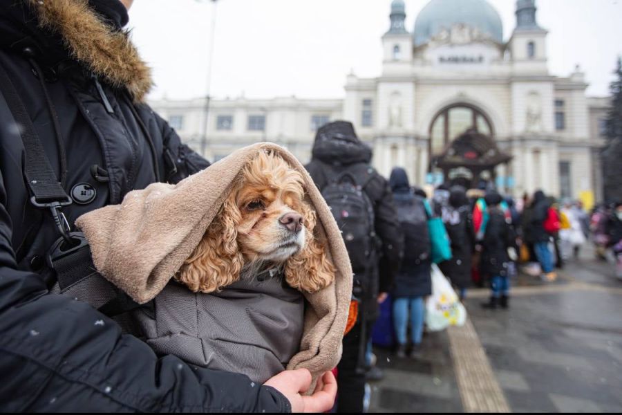 Укрзалізниця допоможе вивезли і ваших домашніх улюбленців