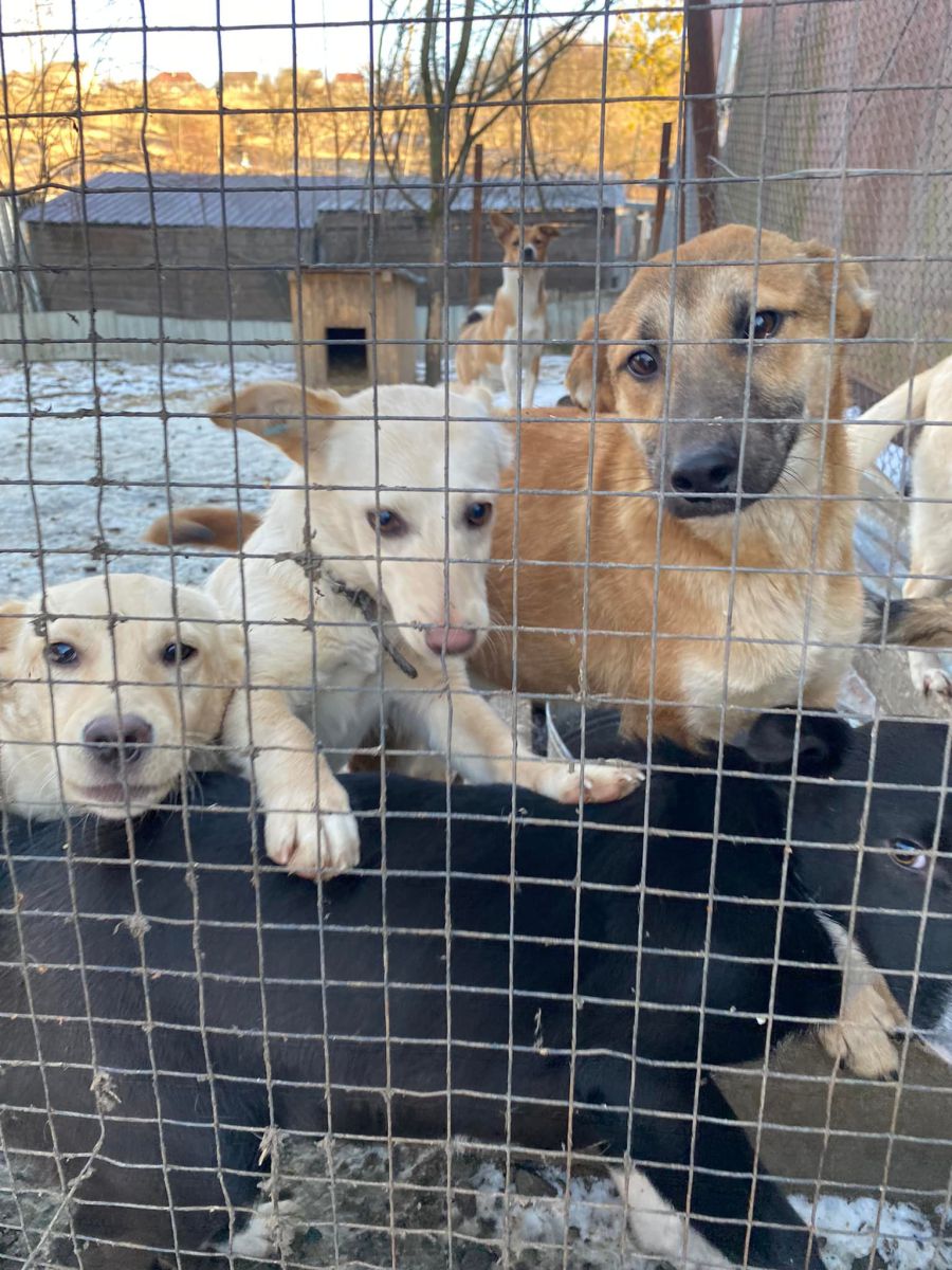 Ілюстроване фото. Раніше гроші з міського бюджету виділяли тільки на стерилізацію безпритульних чотирилапих