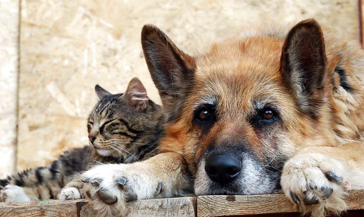 Ілюстроване фото. Впродовж року має бути простерилізовано 457 собак і 40 котів