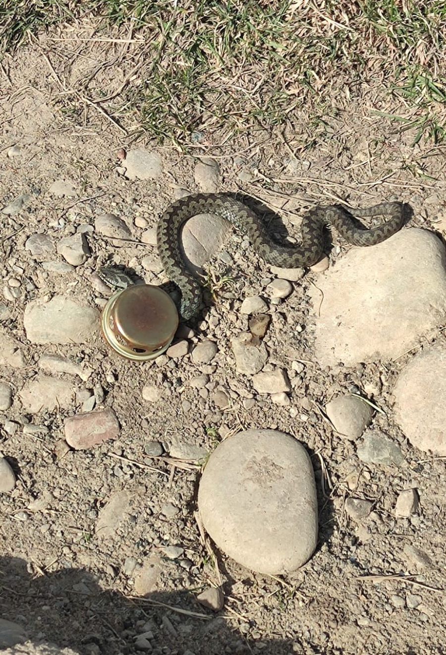 Весною триває період спарювання гадюк