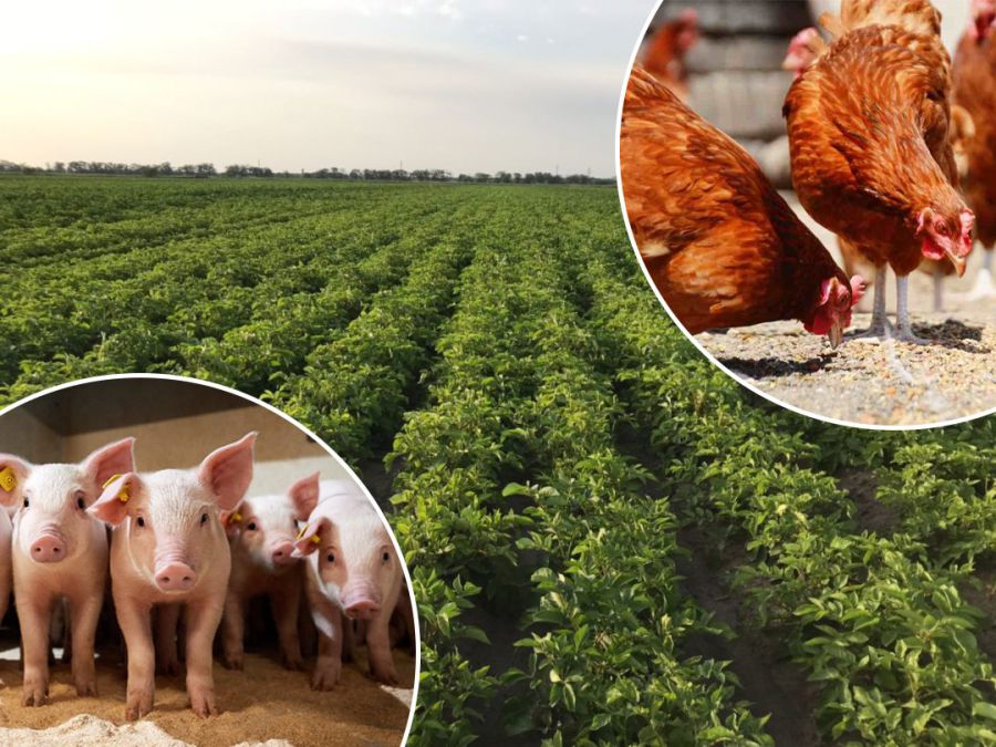 Ілюстроване фото. Людям потрібно просто подати заявку.