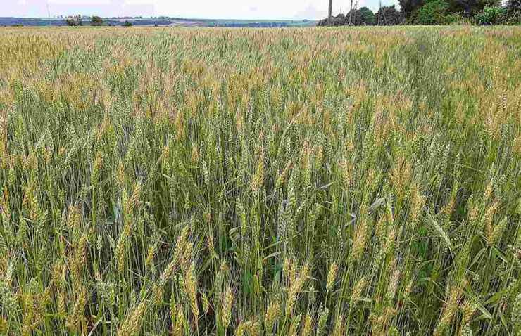 Ілюстроване фото.  Посівна кампанія в області пройшла успішно. 