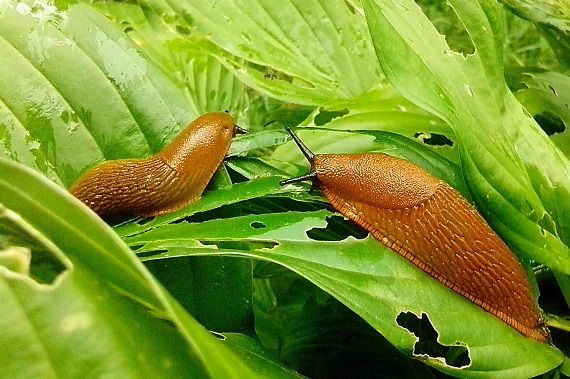 Ілюстроване фото. Шкідники не люблять запаху лаванди