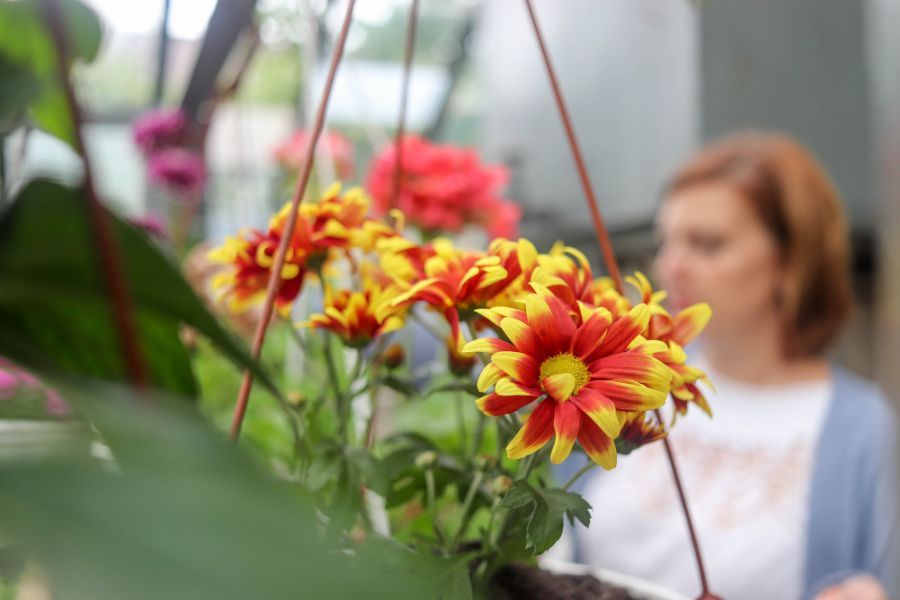 Зараз у теплиці для розмноження є маточники квітучих рослин: хризантеми, єгипетська зірка, хлорофітум. Фото: Міська рада