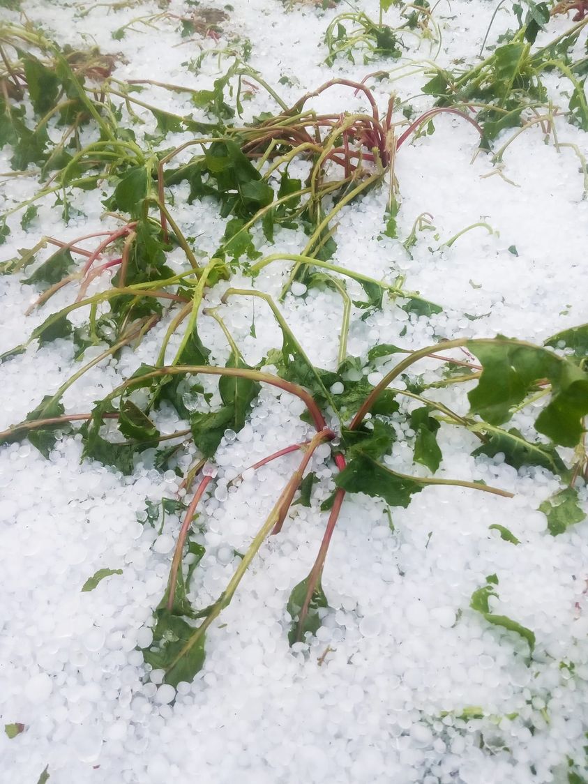 Град наробив шкоди на городах селян. Фото: Таня Бучинська/Facebook