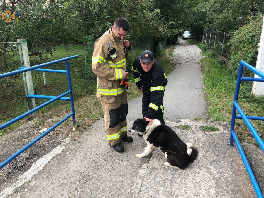Собака тривалий час не міг вибратись із каналізаційного колектора