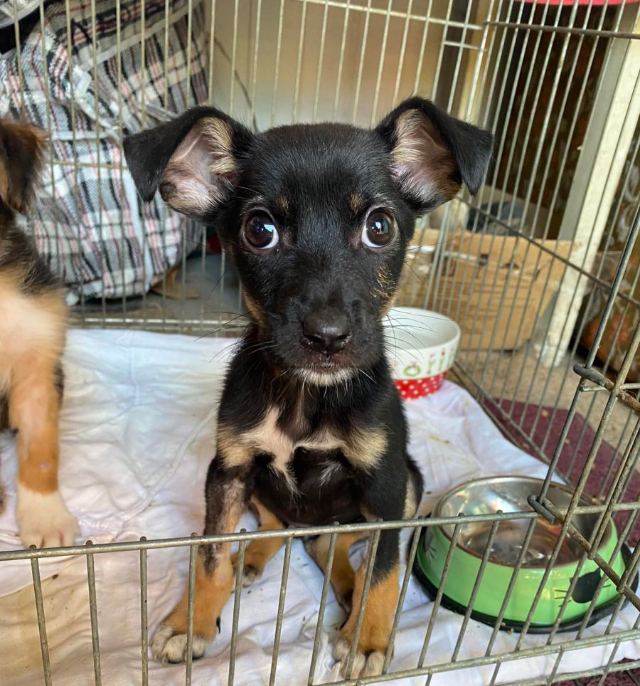 Калушан просять виділити декілька годин для допомоги собакам