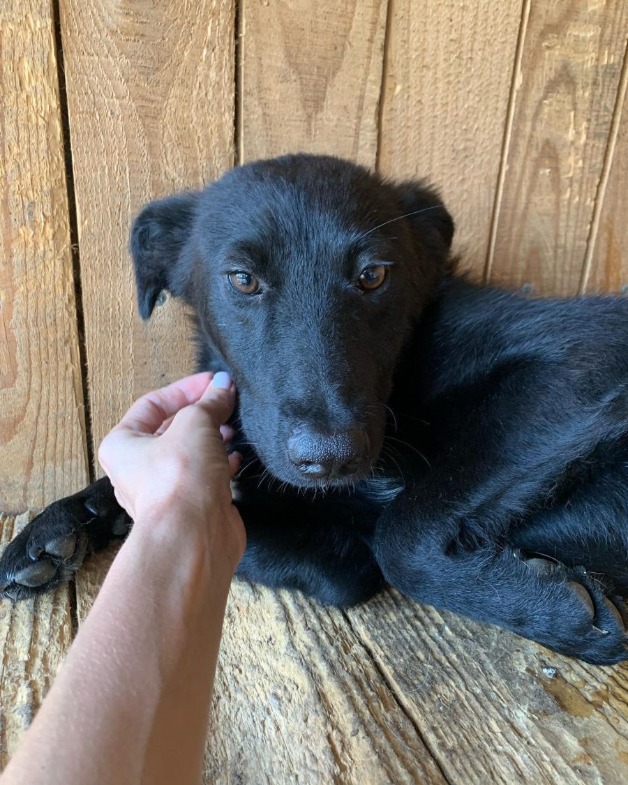 Собака Фелікс віком 7-8 місяців, середнього росту, проглистований, провакцинований чекає свого господаря