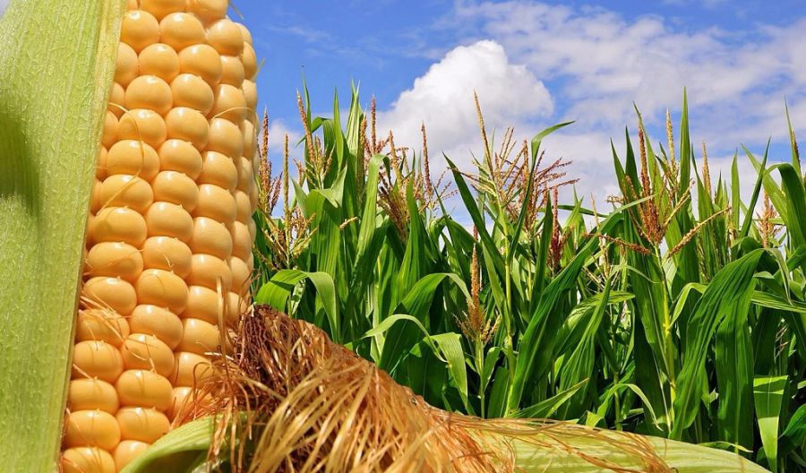 Ілюстроване фото. Провідна агрокомпанія краю хоче попередити крадіжки кукурудзи