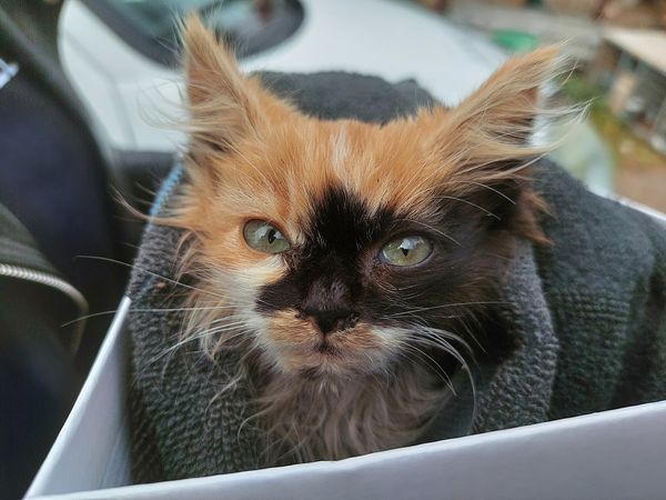 Притулок "Дім Сірка" шукає господаря для маленького кошеняти