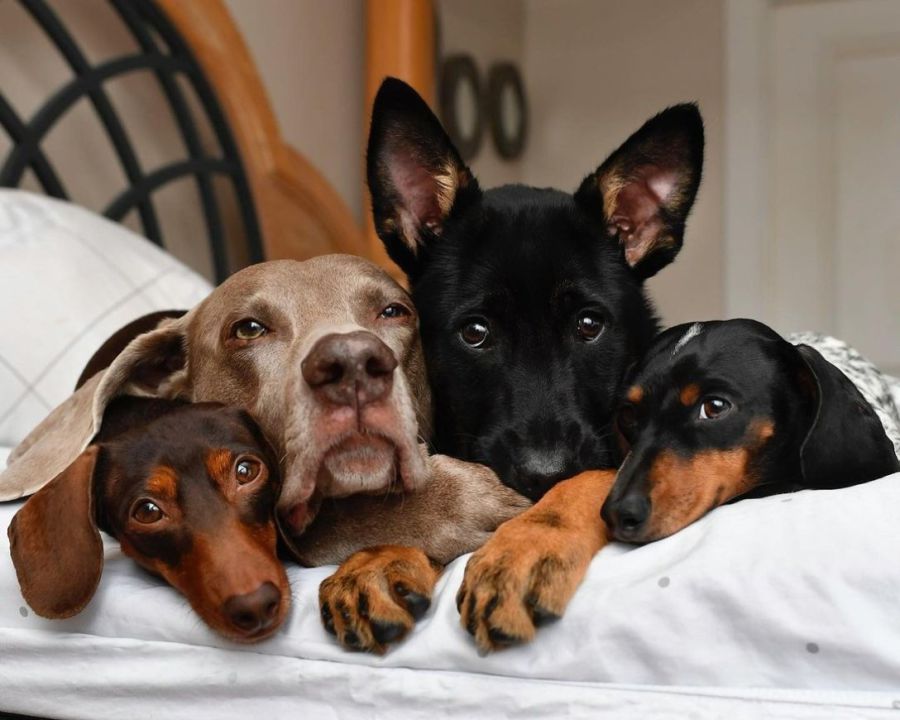За словами вченої, собаки мають суттєві відмінності у сприйнятті світу в порівнянні з людьми. Фото: Pixabay