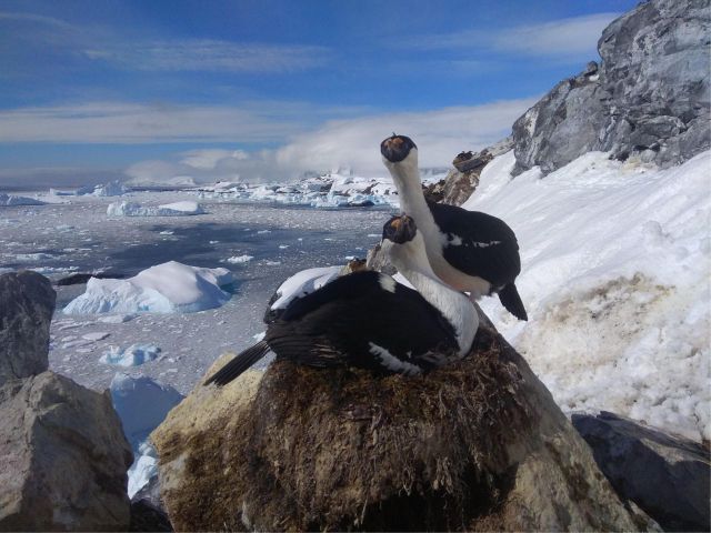 Як і пінгвіни, це морські птахи, забарвлені в чорно-білі кольори.