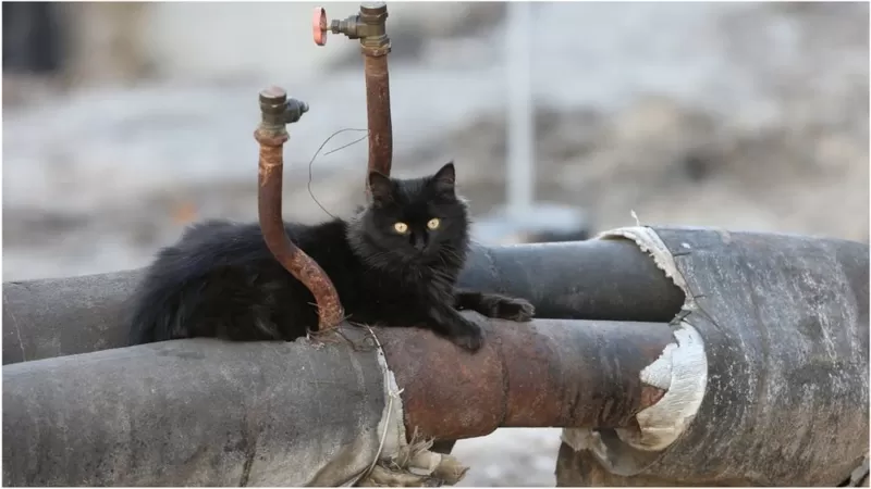 Ілюстроване фото. Місто зможе отримати компенсацію різниці у тарифах з державного бюджету. Фото: УНІАН