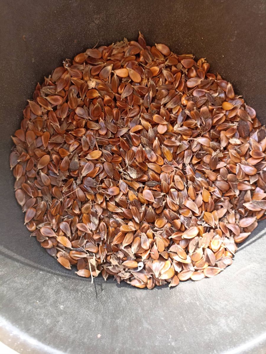 Учні Сопівського шкільного лісництва вже зібрали понад 7 кг букових горішків