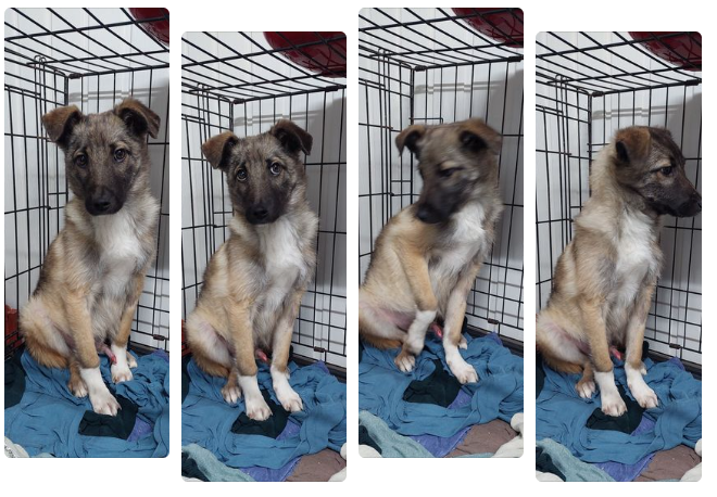 Собака в домі це справжнє щастя.