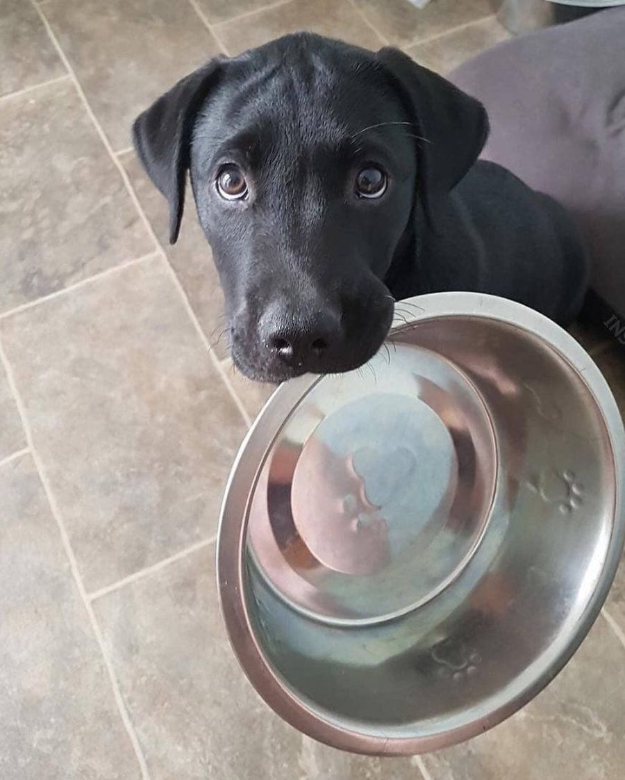 Волонтери просять бути небайдужими до долі тварин, які почали отримувати менші порціїї