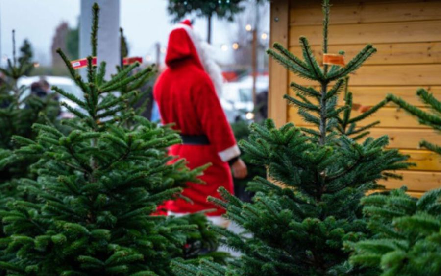 Ілюстроване фото. Ялинки в Калуші дозволено продавати на вулицях Дзвонарській та Стуса