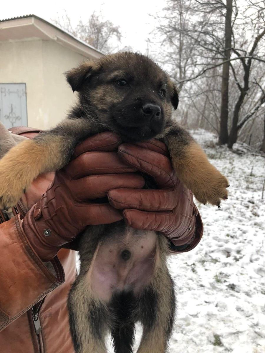 Хто завжди мріяв про "німця"? Телефонуйте  380665877242