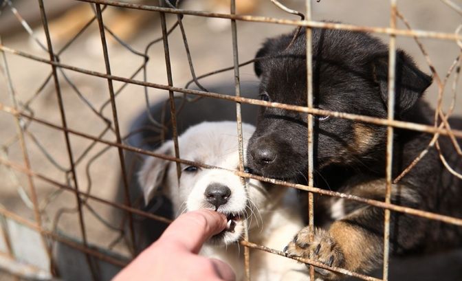 Ілюстроване фото. Торік плани щодо стерилізації собак без відлову були більшими — 457 тварин