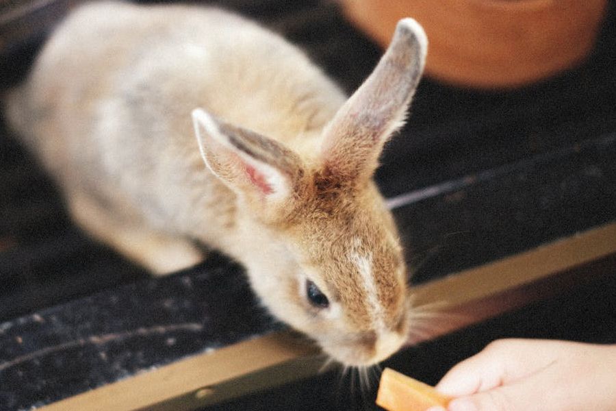 Ілюстроване фото. Антон розпочав власну справу із одного кроля, якого згодом обміняв на двох