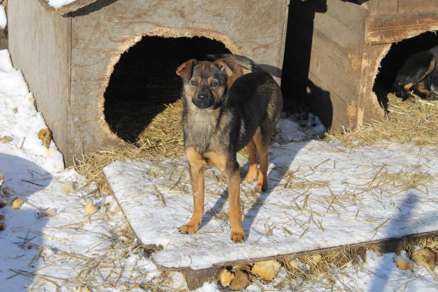 Собака дуже мила і стане для вас хорошим і вірним другом.