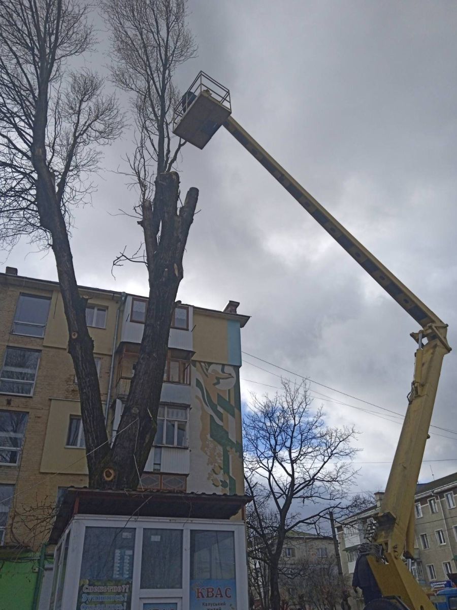 Комунальники оформляють документи, щоб зрізати аварійну тополю