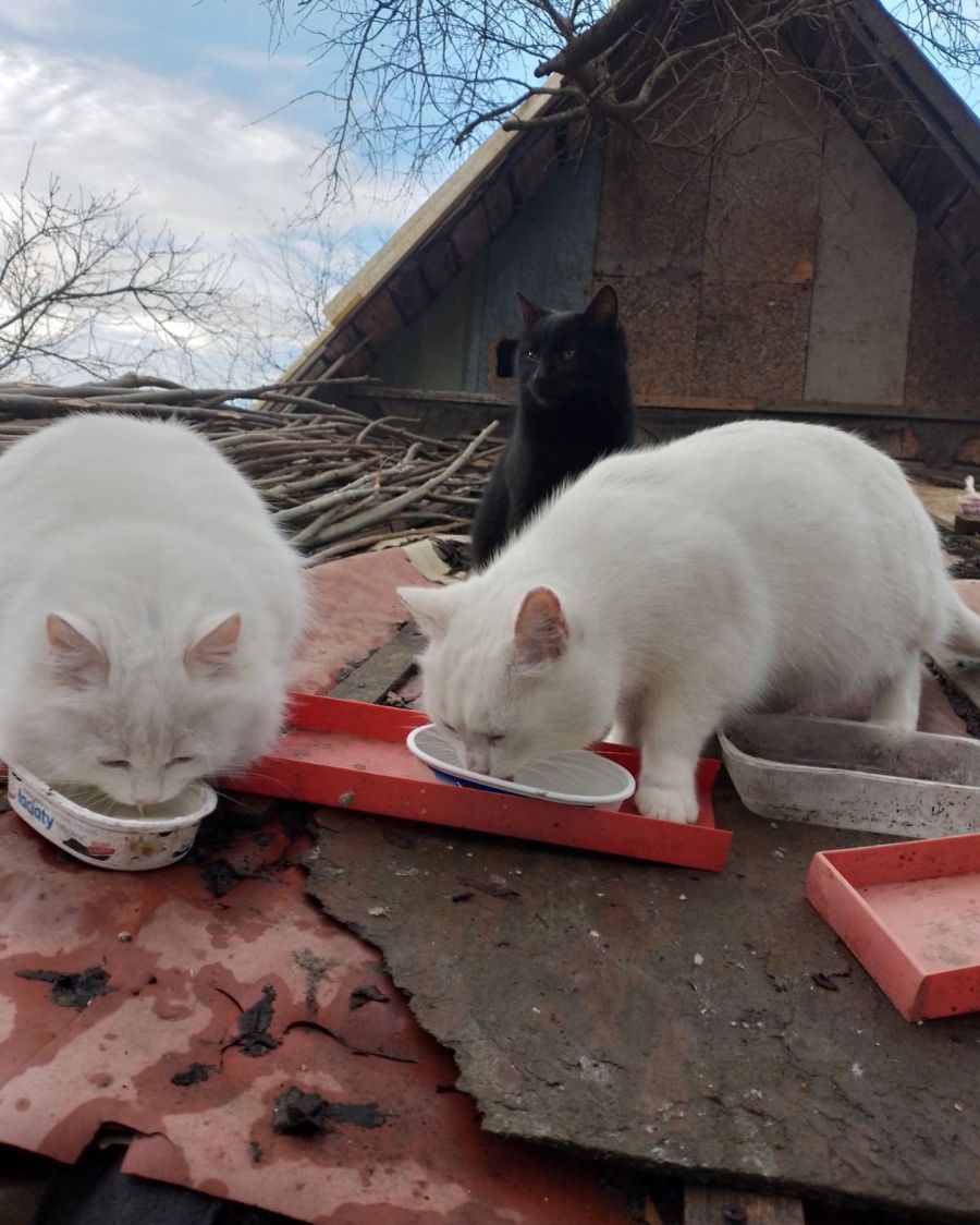 Коти, яких назвали Білосніжками і Гномом, забезпечать вам чудовий настрій удома