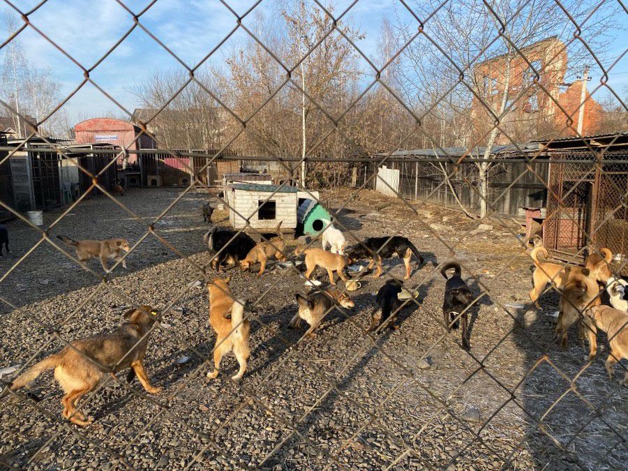 Зазначено, що притулок мають намір передати в оренду на 3 роки