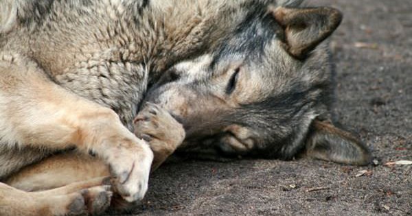 Ілюстроване фото. Державна надзвичайна протиепізоотична комісія затвердила план заходів з ліквідації сказу
