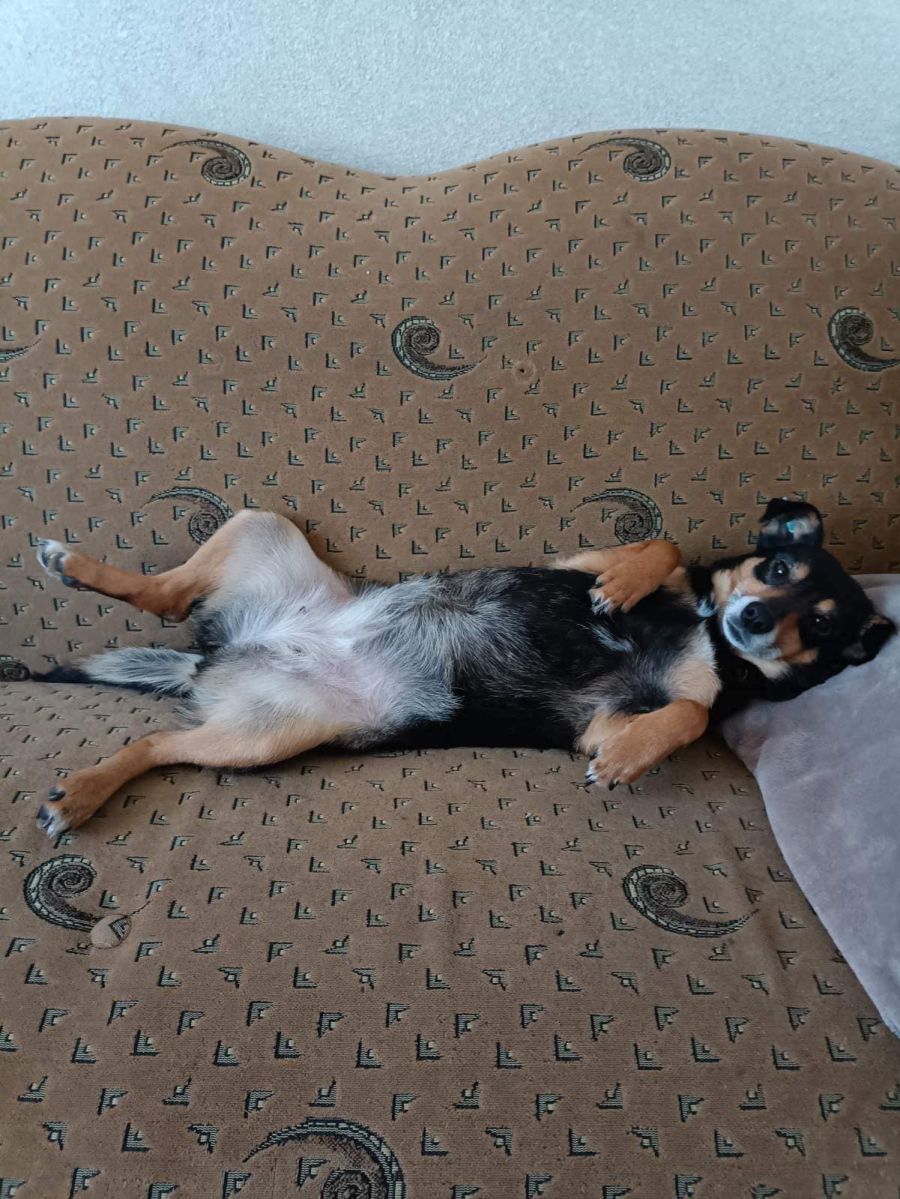 Станом на сьогодні в притулку ще близько 300 собак чекають «свого дня»