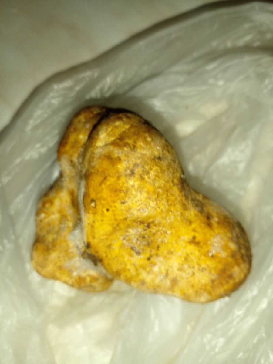 Знайдений трюфель має досить сильний запах