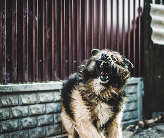 Ілюстроване фото. Через сказ в селі вакцинували 56 собак, 36 котів, 29 голів худоби і 4 коней