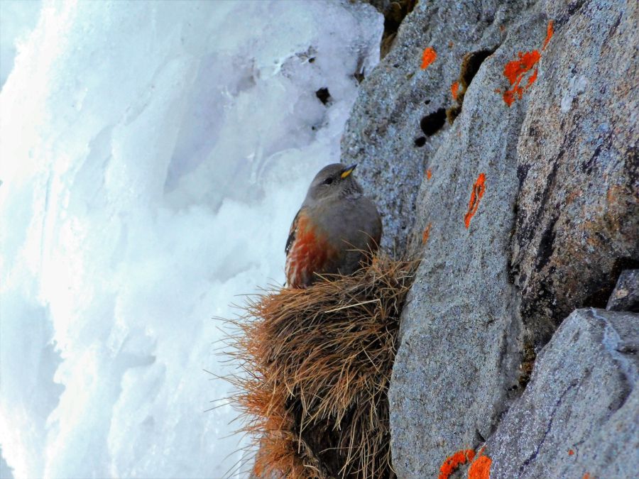 Вид занесено до Червоної книги України.