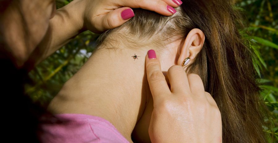 Ілюстроване фото. На території України кліщі переносять хворобу Лайма 