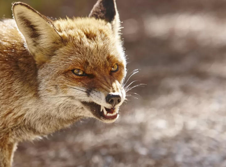 Ілюстроване фото. В населеному пункті діють карантинні обмеження.