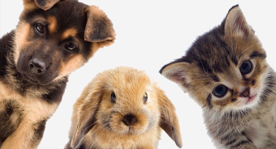 Ілюстроване фото. Важливо пам'ятати, якщо людина захворіла на сказ, то її вилікувати вже неможливо.