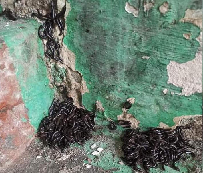 Багатоніжки люблять сирість і вологу теплу землю, проте загрози для людей не становлять