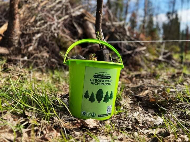 НА Прикарпатті висадили 200 тис. штук сіянців