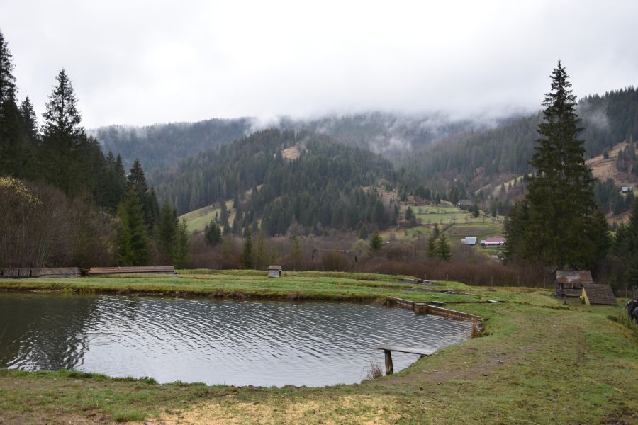 Доїння проводять дуже обережно та пильно. Стежать за тим, щоб не пошкодити ікринки, які можуть бути дуже крихкими
