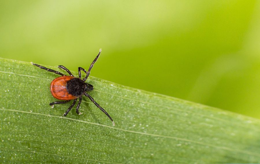 Ілюстроване фото. Через кліщів можна підчепити смертельну хворобу Лайма