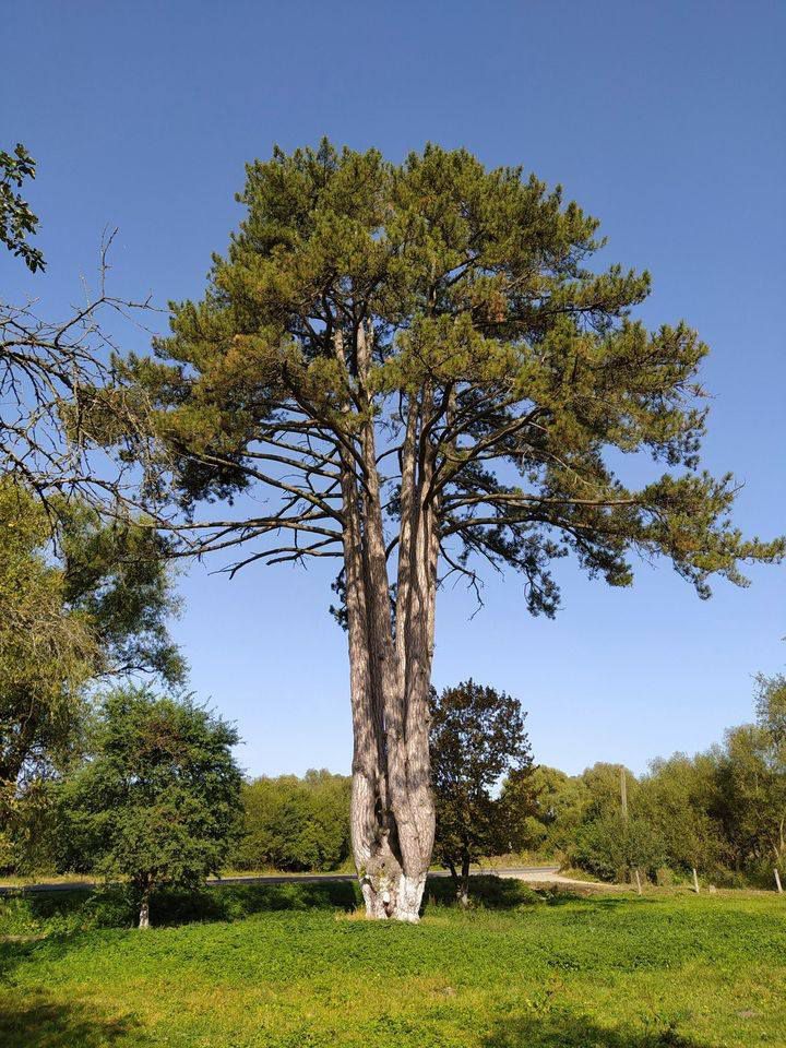 Двохсотрічний кедр в селі Середня