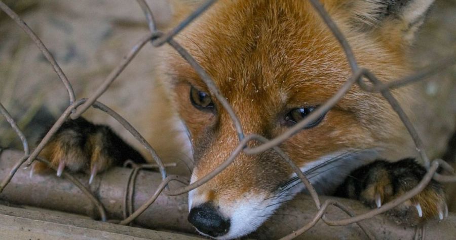 Ілюстроване фото. Захворювання виявлено за результатами лабораторного дослідження