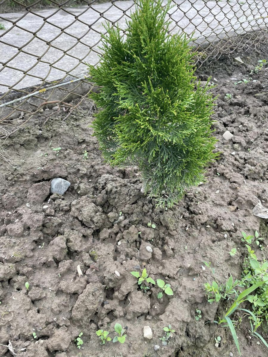 Недобросовісні люди викрали 20 ялинок, які Мар'яна Голинська вирощувала близько двох років.