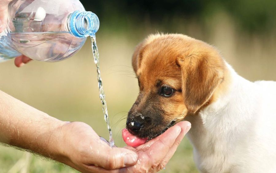 Ілюстроване фото. Наслідки перегріву тварини можуть виникнути через декілька днів.