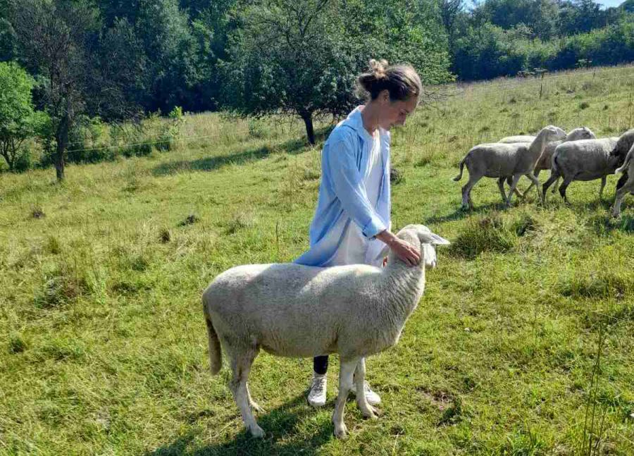 Від  овець отримують прекрасне молоко.
