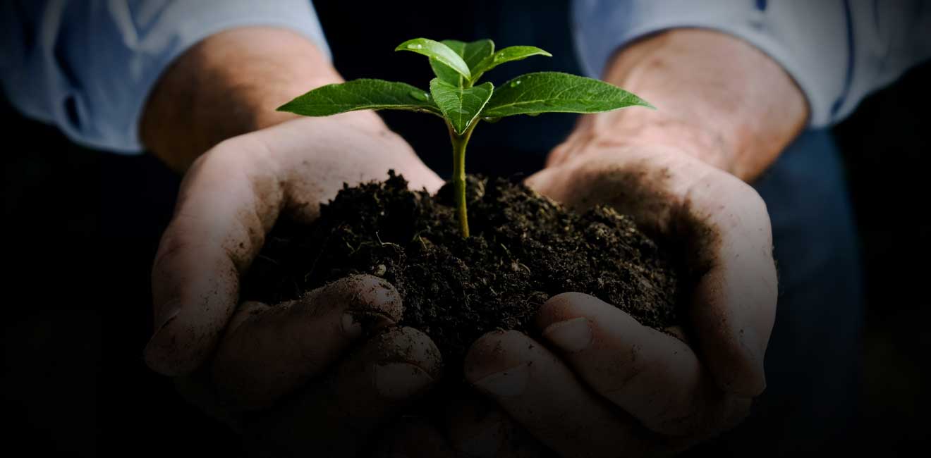 Ілюстроване фото. Сусіди пишуть, що чоловік незаконно висаджує соснові види дерев, які створили густий ліс з комарами