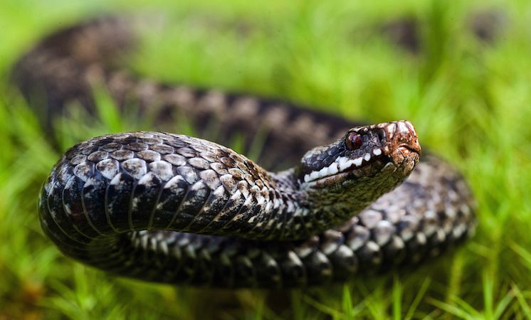 Ілюстроване фото. Від початку року від укусів змій постраждали уже 5 дітей