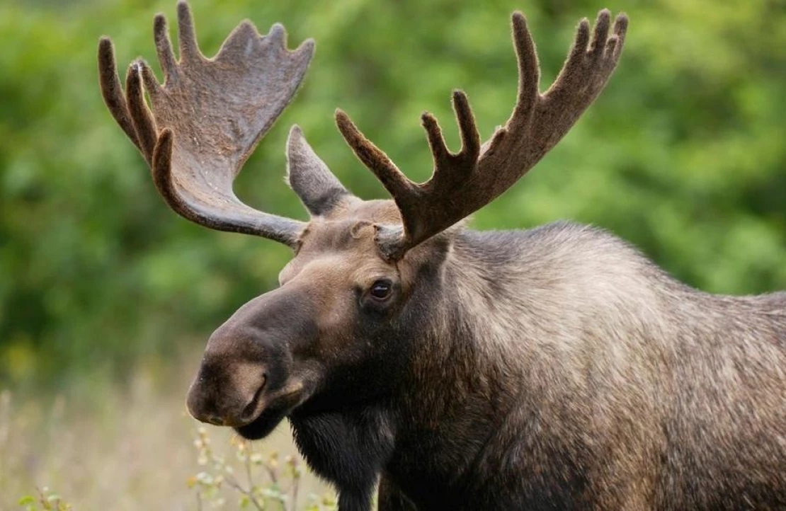Ілюстроване фото. Браконьєрів із м'ясом вбитої тварини зупинили працівники єгерської служби