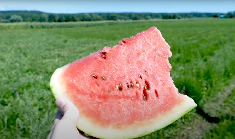 Фермери підігріли ґрунт і виростили кавуни на гребянах, посадивши розсадою