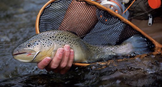 Ілюстративне фото. Заборона на ловлю форелі діятиме до 31 грудня.